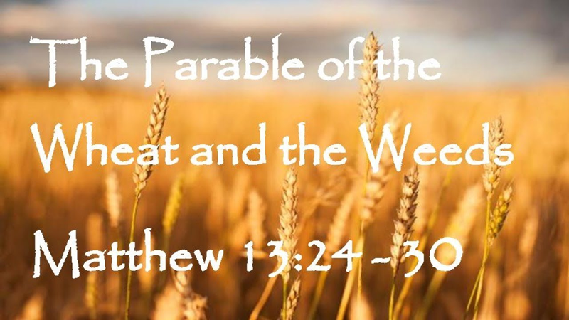 Wheat Parable